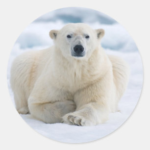 Sticker Rond Ours polaire adulte sur la banquise estivale