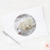 Sticker Rond Ours polaire femelle et deux petits (Enveloppe)