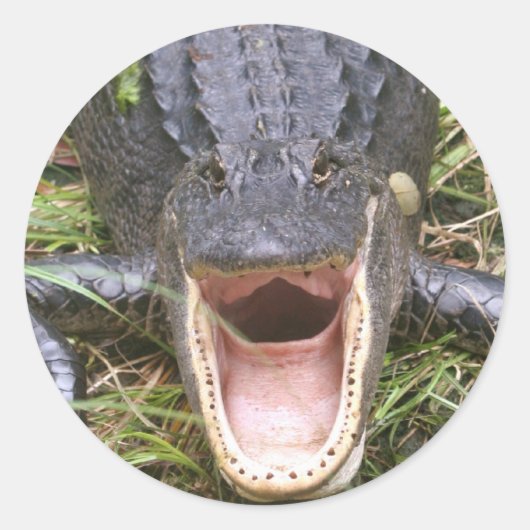 Sticker Rond Ouvrez Large ! Alligator de Floride (Devant)