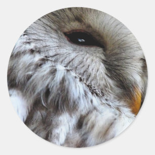 STICKER ROND OWLS