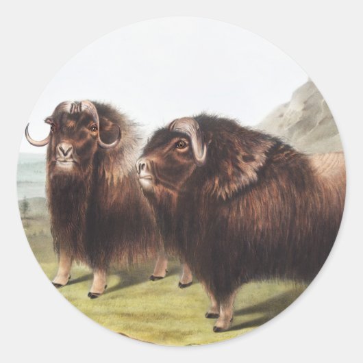 Sticker Rond Ox musqué (Ovibos moschatus) (Devant)