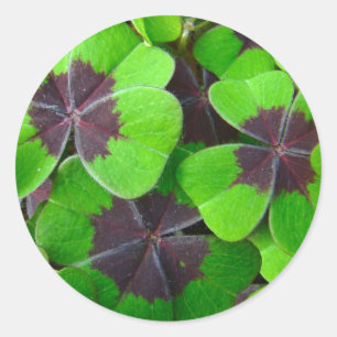 Sticker Rond Oxalis Feuille - Rouge et vert