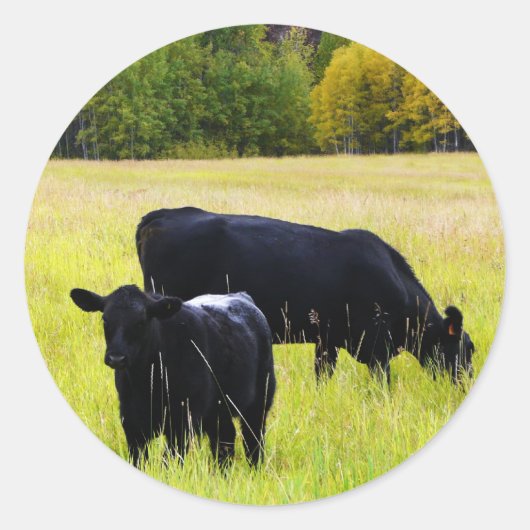 Sticker Rond Paire Angus noir en champ (Devant)
