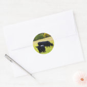 Sticker Rond Paire Angus noir en champ (Enveloppe)