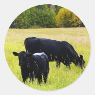 Sticker Rond Paire Angus noir en champ