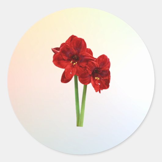 Sticker Rond Paire de Red Amaryllis (Devant)
