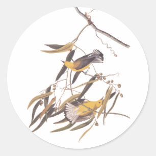 Sticker Rond Paire ornithologique jaune d'Audubon