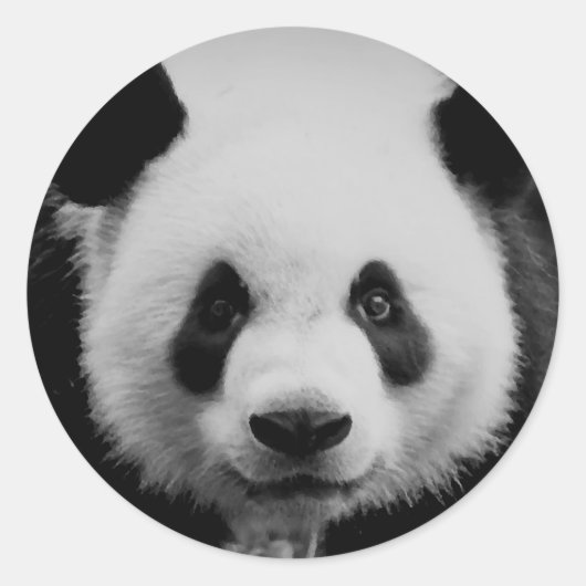 Sticker Rond Panda (Devant)