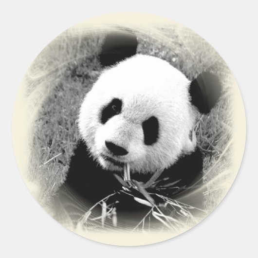 Sticker Rond Panda (Devant)