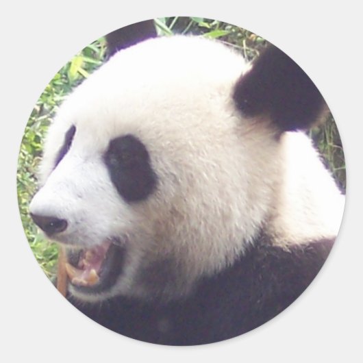 Sticker Rond Panda (Devant)