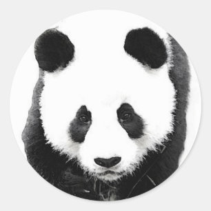 Sticker Rond Panda