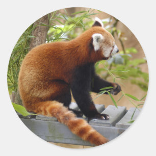 Sticker Rond panda-037