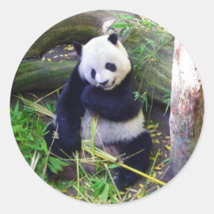 Sticker Rond Panda au zoo de San Diego