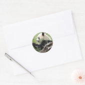 Sticker Rond Panda géant (Enveloppe)