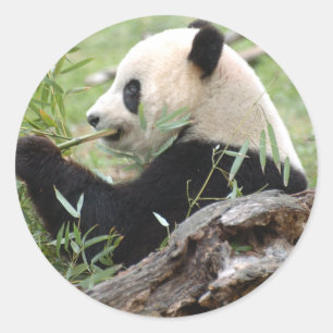 Sticker Rond Panda géant