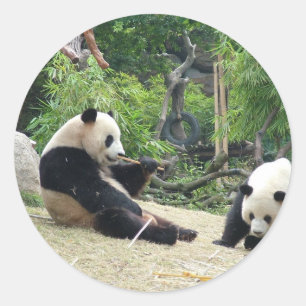 Sticker Rond Panda géant dans un zoo pour animaux sauvages en p