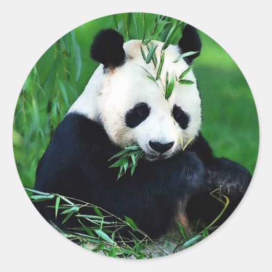 Sticker Rond Panda Manger Feuilles (Devant)