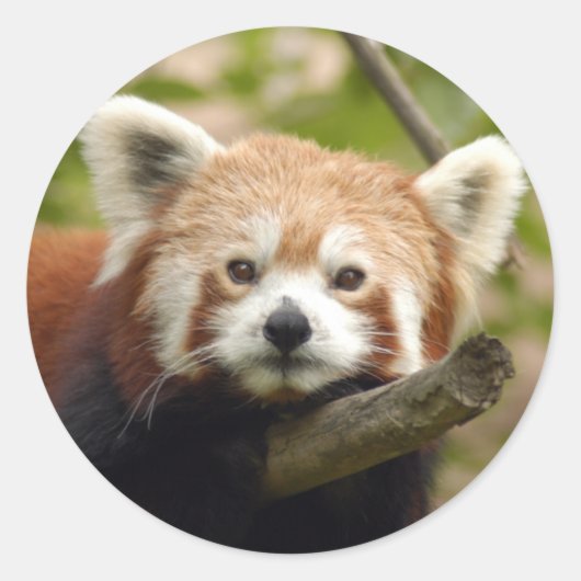 Sticker Rond panda-rouge-004 (Devant)