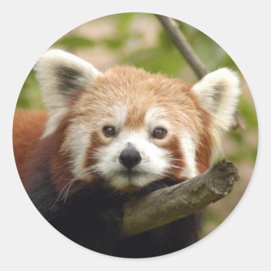 Sticker Rond panda-rouge-005 (Devant)