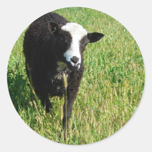 Sticker Rond Pandi (Devant)