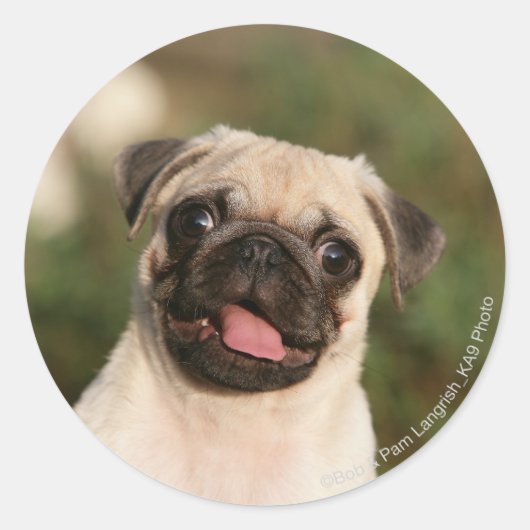 Sticker Rond Panneaux de chiot Carlin (Devant)