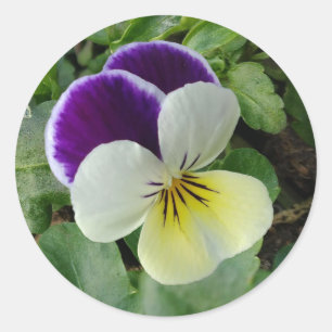 Sticker Rond Pansement pourpre