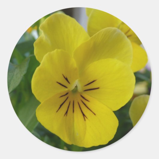 Sticker Rond Pansy jaune (Devant)