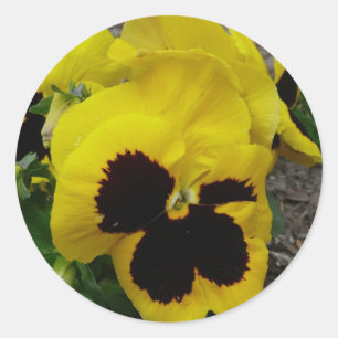 Sticker Rond Pansy mixte jaune