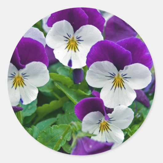 Sticker Rond Pansy Purple (Devant)