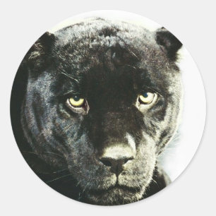 Sticker Rond Panthère noire Jaguar