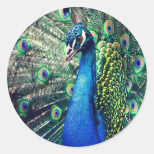 Sticker Rond paon