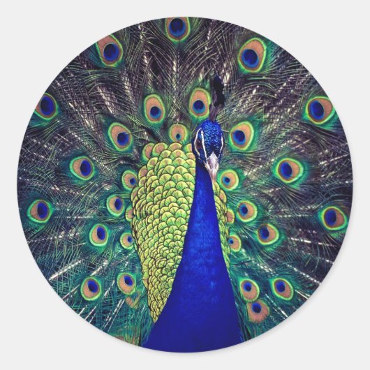 Sticker Rond Paon bleu cobalt (Devant)