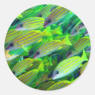 Sticker Rond Papier peint jaune de cordelette