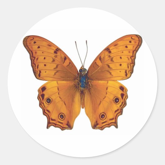 Sticker Rond papillon 03 (Devant)