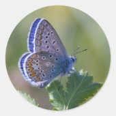 Sticker Rond papillon bleu (Devant)