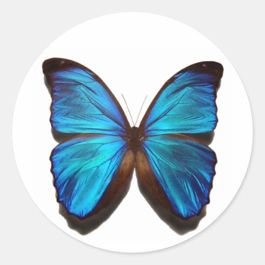 Sticker Rond Papillon bleu Morpho (Devant)