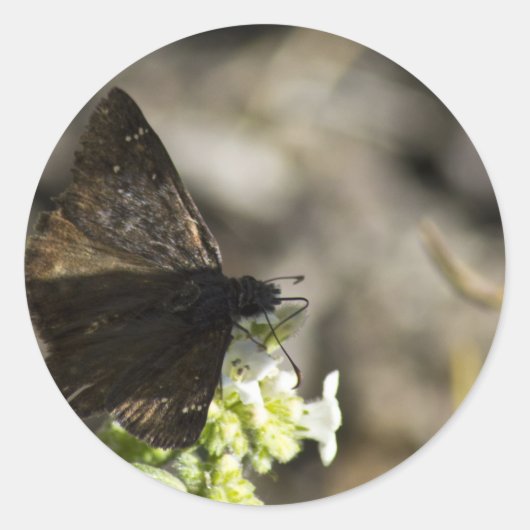 Sticker Rond Papillon Brown (Devant)