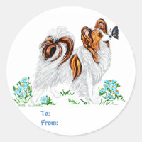 Papillon Chien & Papillon OEil aux yeux