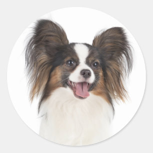 Sticker Rond Papillon chiot - Aimer les chiots