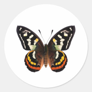 Sticker rond papillon classique