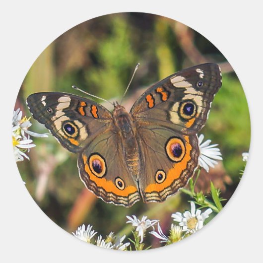 Sticker rond papillon commun (Devant)