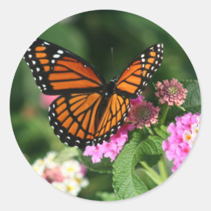 Sticker Rond Papillon de monarque sur la fleur de Lantana
