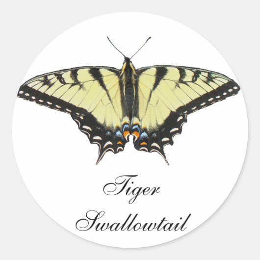 Sticker Rond Papillon de queue de tigre (Devant)