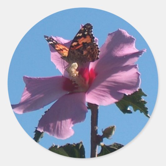 Sticker Rond Papillon et Rose de Sharon (Devant)