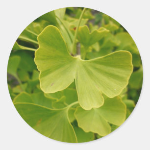 Sticker Rond Papillon Ginkgo