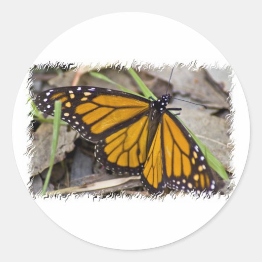 Sticker Rond Papillon monarque (Devant)