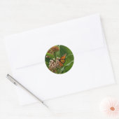 Sticker Rond Papillon monarque (Enveloppe)