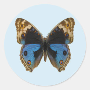 Sticker Rond Papillon Pansy Bleu