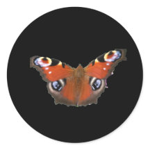 Papillon Peacock Par KABFA