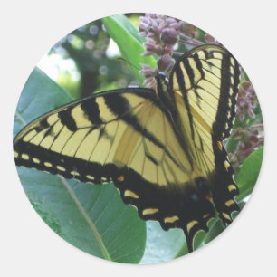 Sticker Rond Papillon Swallowtail I sur Milkweed à Shenandoah